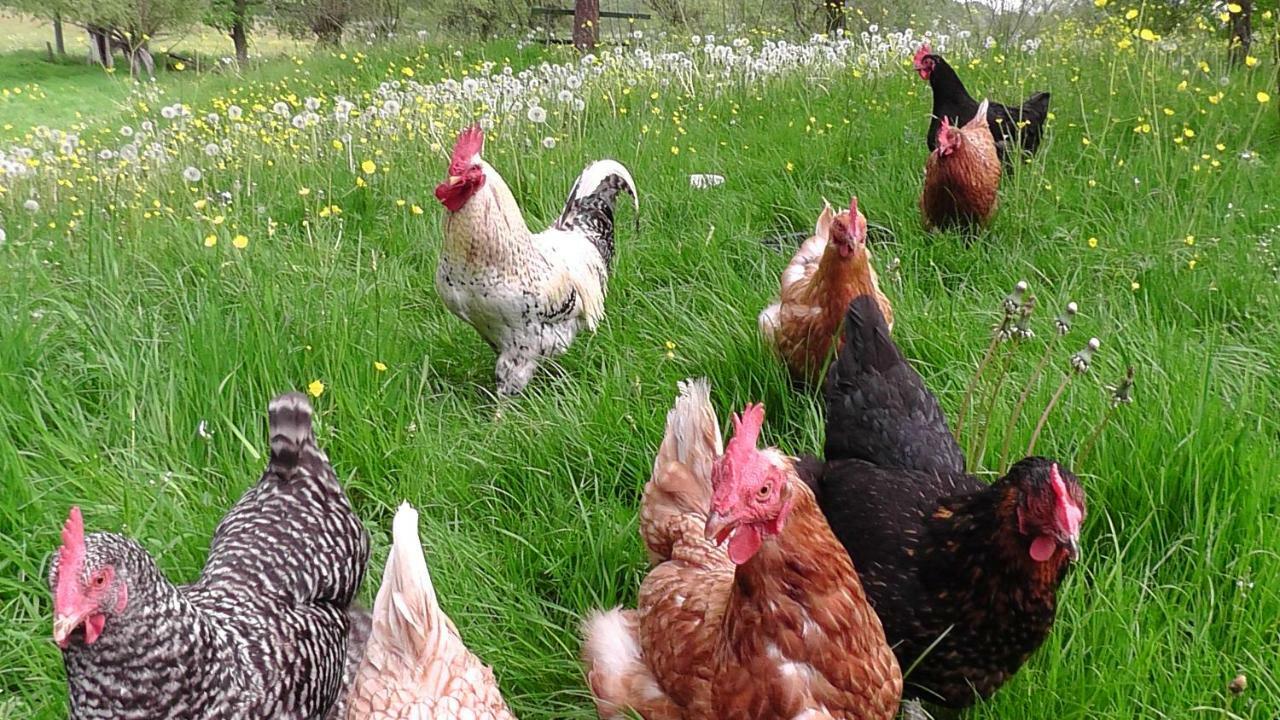 Appel-Ranch Lägenhet Bockelwitz Exteriör bild